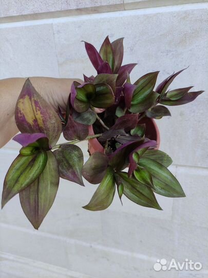 Зебрины 4 сорта Укоренённые и на срез