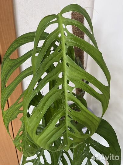 Комнатные растения на срез