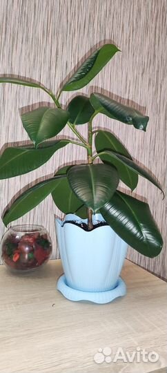 Фикус Робуста