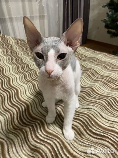 Велюровый сфинкс