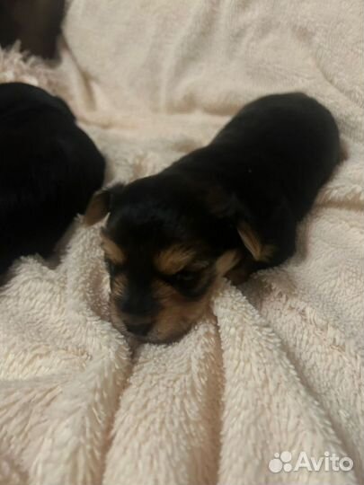 Йоркширский терьер