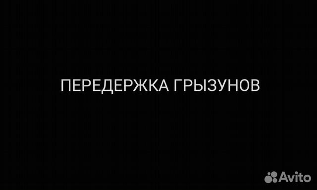 Передержка мелких животных