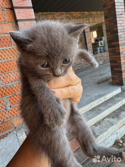 Котёнок мальчик и девочка в добрые руки