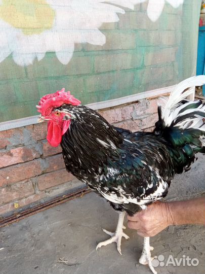 Петушки Борковская борвистая