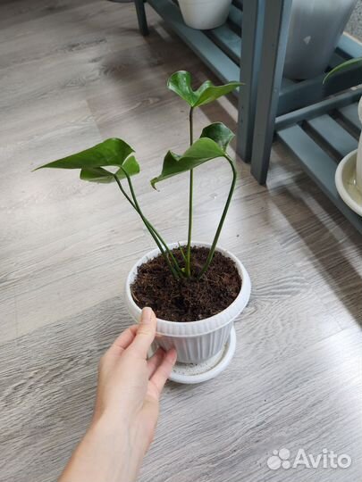 Антуриум jaguar грин