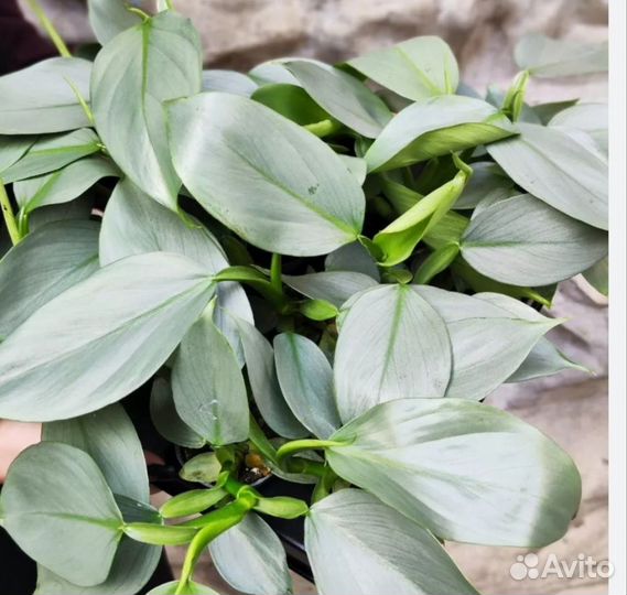 Филодендрон Сильвер даст