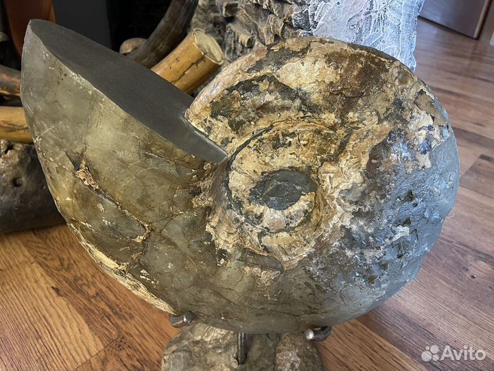 Частная коллекция. Огромный аммонит