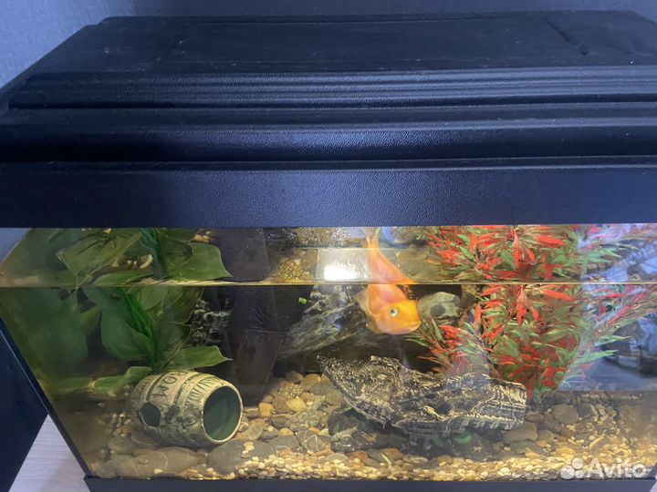 Аквариум с компресором и фильтром