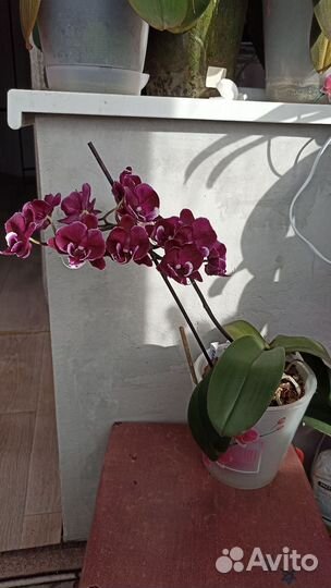 Орхидея фаленопсис Биг лип