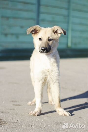Небольшой щенок в добрые руки