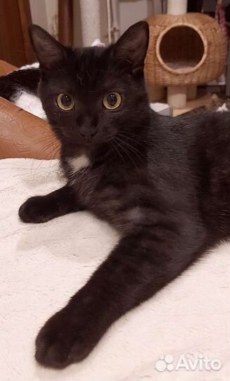 Котики Симба и Босс ждут семью