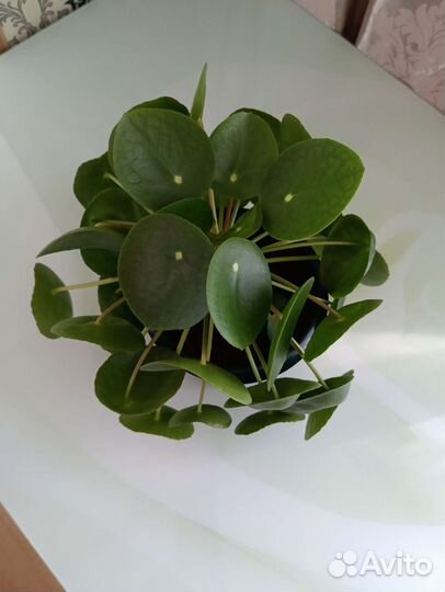 Пелея пеперомиевидная