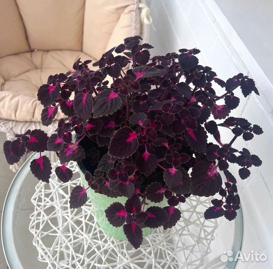 Черенки колеусов