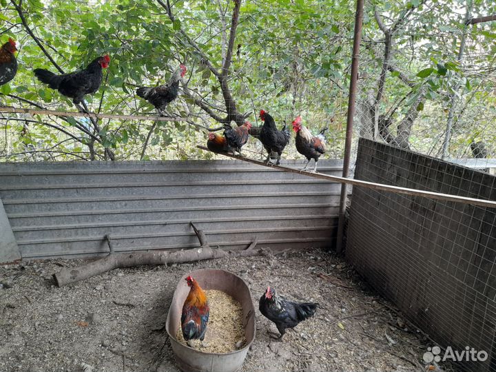 Петух карликовые, бентамка, королек