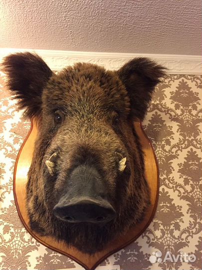 Чучело головы кабана