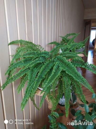 Декоративный коротколистный папоротник