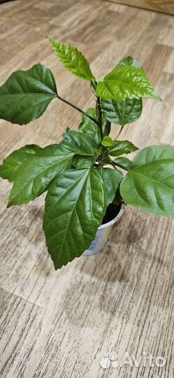 Гибискус китайская роза