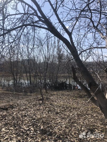 Ствол грецкого ореха