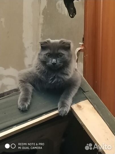 Серый котёнок