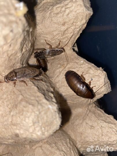 Кормовые насекомые