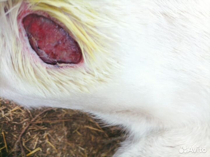 Отдаем в добрые руки