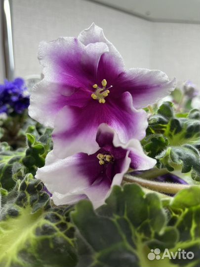 Фиалки сортовые,лист на срез