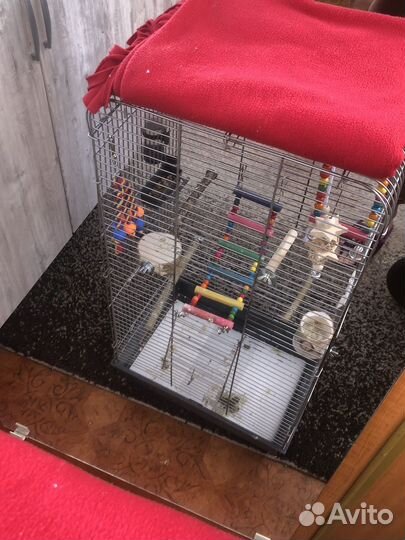 Попугай корелла