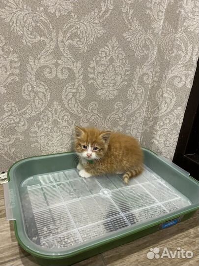 Кошка в дар бесплатно