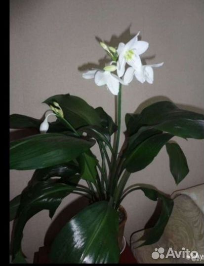 Эухарис амазонская лилия