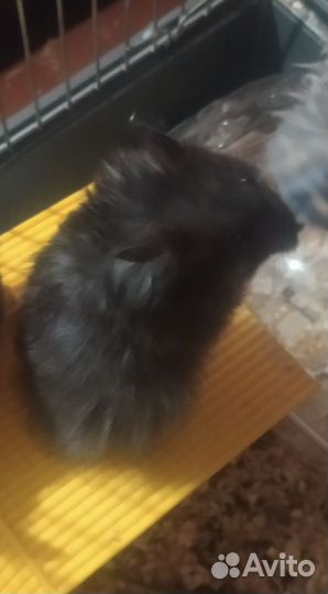 Сирийский хомяк