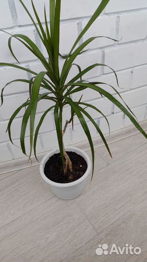 Фикус бенджамина большой