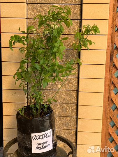 Саженцы голубики