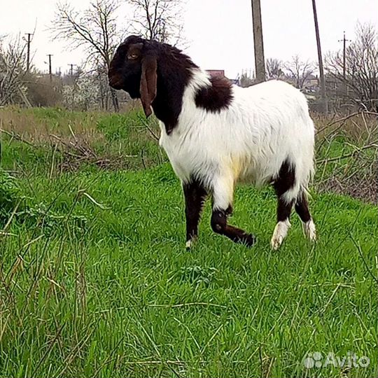 Козёл Камори75, козы дойные(покрытые), некози