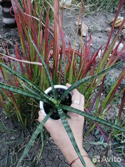 Кактусы красавцы