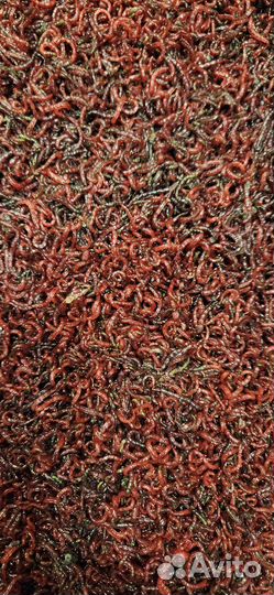 Мотыль Кормовой Насадочный