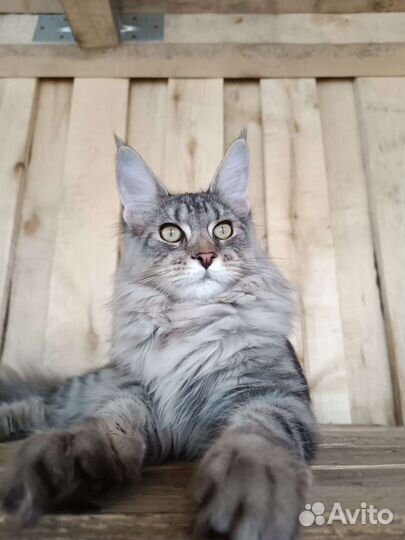 Мейн куны от чемпионов