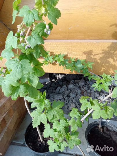 Саженцы черной и красной смородины