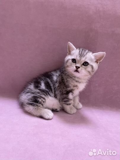 Кошечка