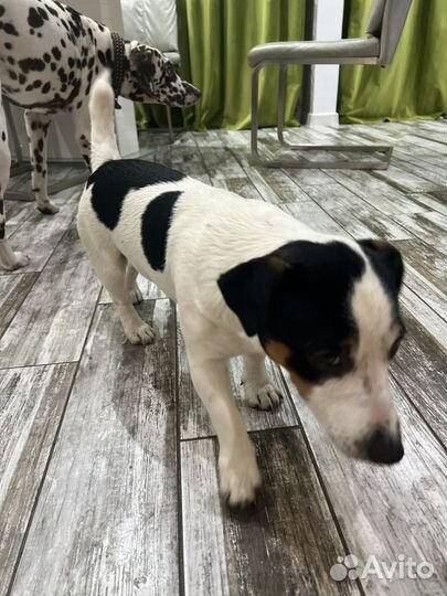 Джек рассел терьер