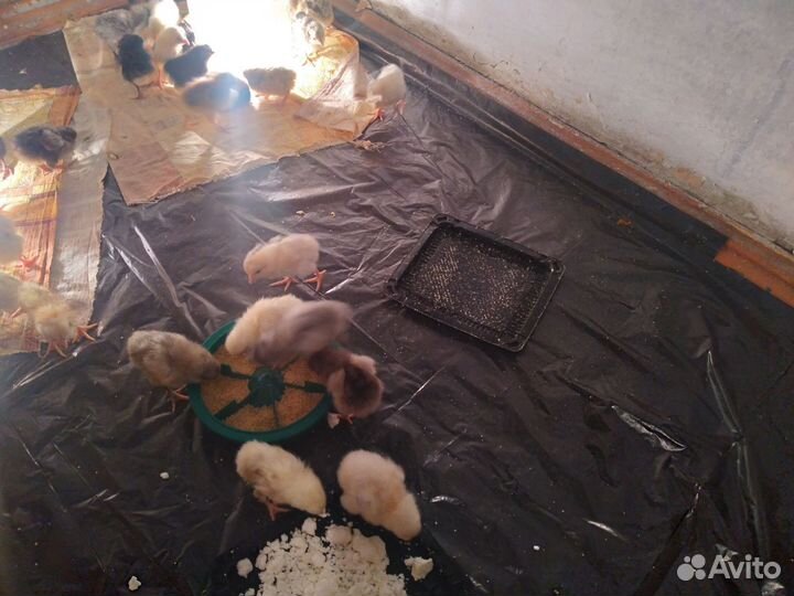 Цыплята домашние