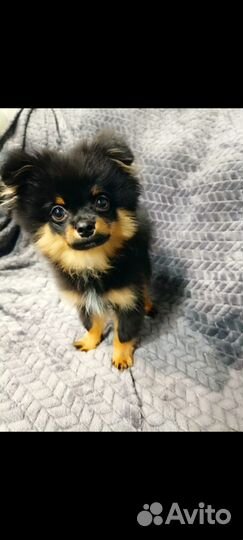 Померанский шпиц