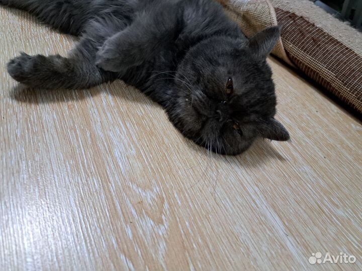 Кот экзот