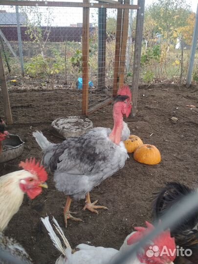 Молодые петухи