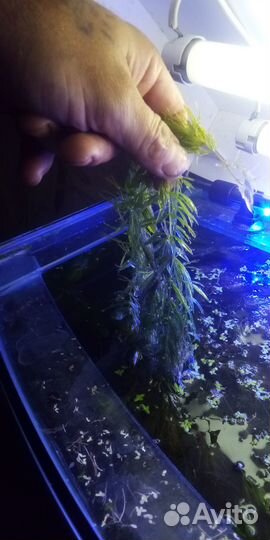 Роголистник в аквариум