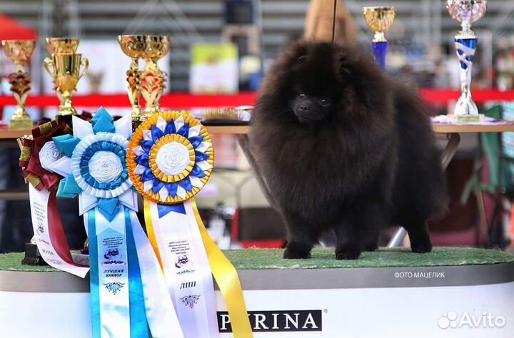 Профессиональный груминг