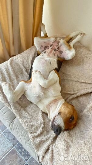 Собака-компаньон в добрые руки