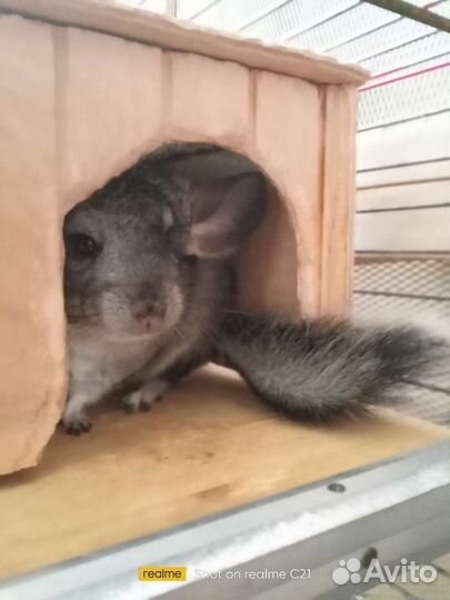 Пара шиншилл с клеткой
