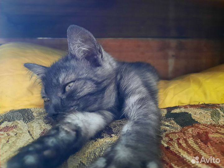 Найдена кошка, отдам в добрые руки