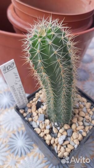 Кактусы и суккуленты