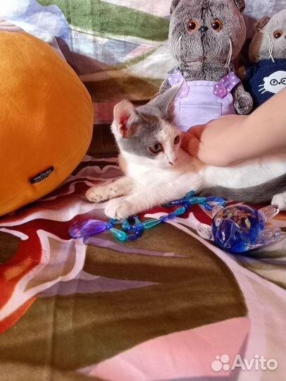 Котёнок Мальчик ищет дом